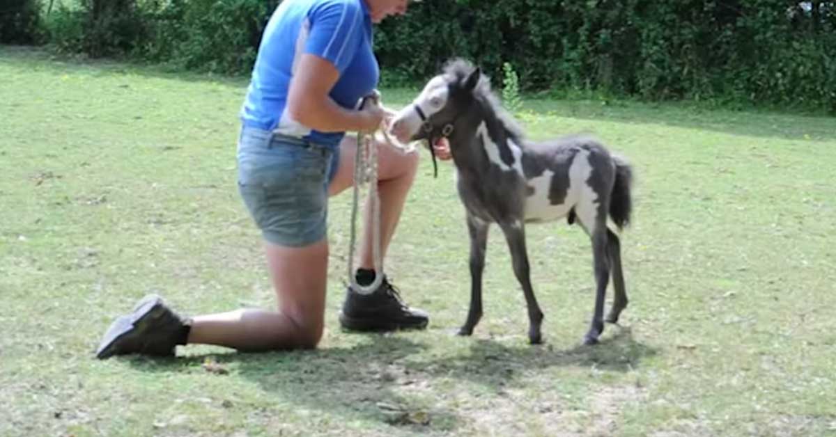 Maailman pienin ja söpöin hevonen – tämä sulattaa sydämen kuin sydämen