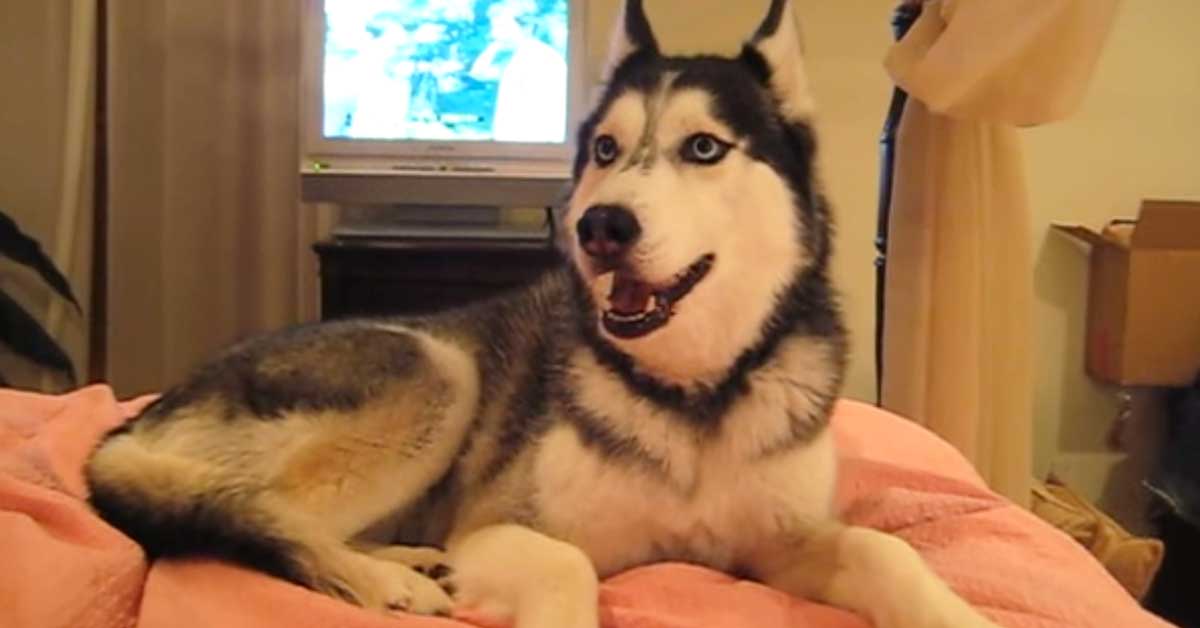 Tämä koira ei osaa haukkua, mutta se osaakin jotain huikeampaa