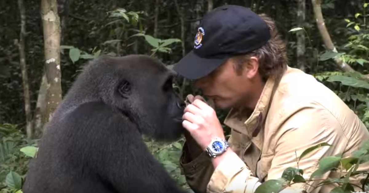 Mies palaa takaisin viidakkoon ja kohtaa vanhan ystävänsä – gorillan, jonka oli nähnyt viimeksi 5 vuotta sitten