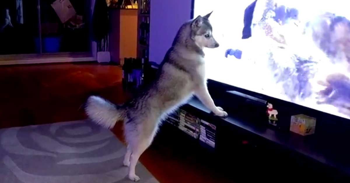 Husky yrittää liittyä TV:ssä näkemäänsä husky-laumaan