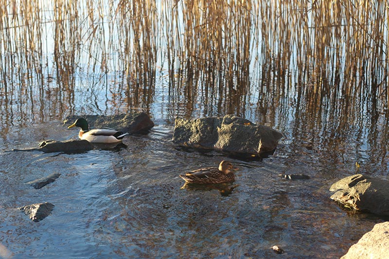 5-rentoutumiskeinoa-kiirepa%cc%88iviin-3