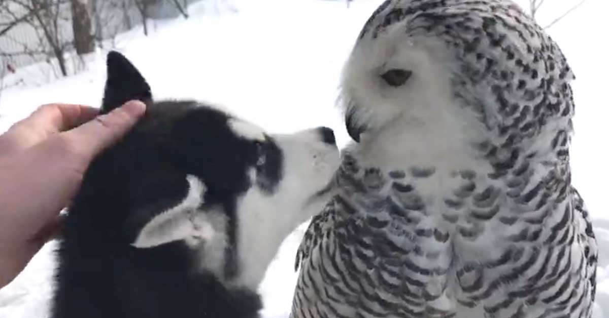 Huskyn pennun ja pöllön yllättävä ystävyys