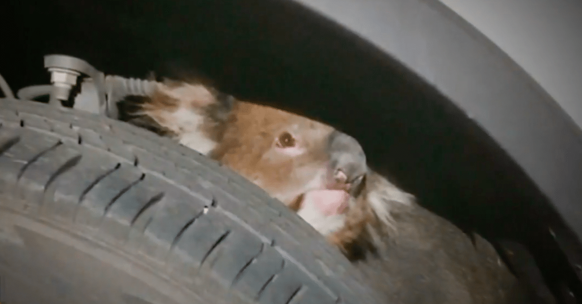 Hampster videot