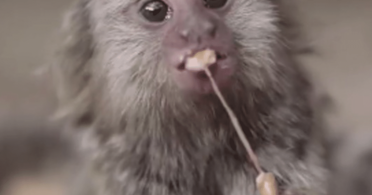 Suloisten marmosettikaksosten ruokahetki