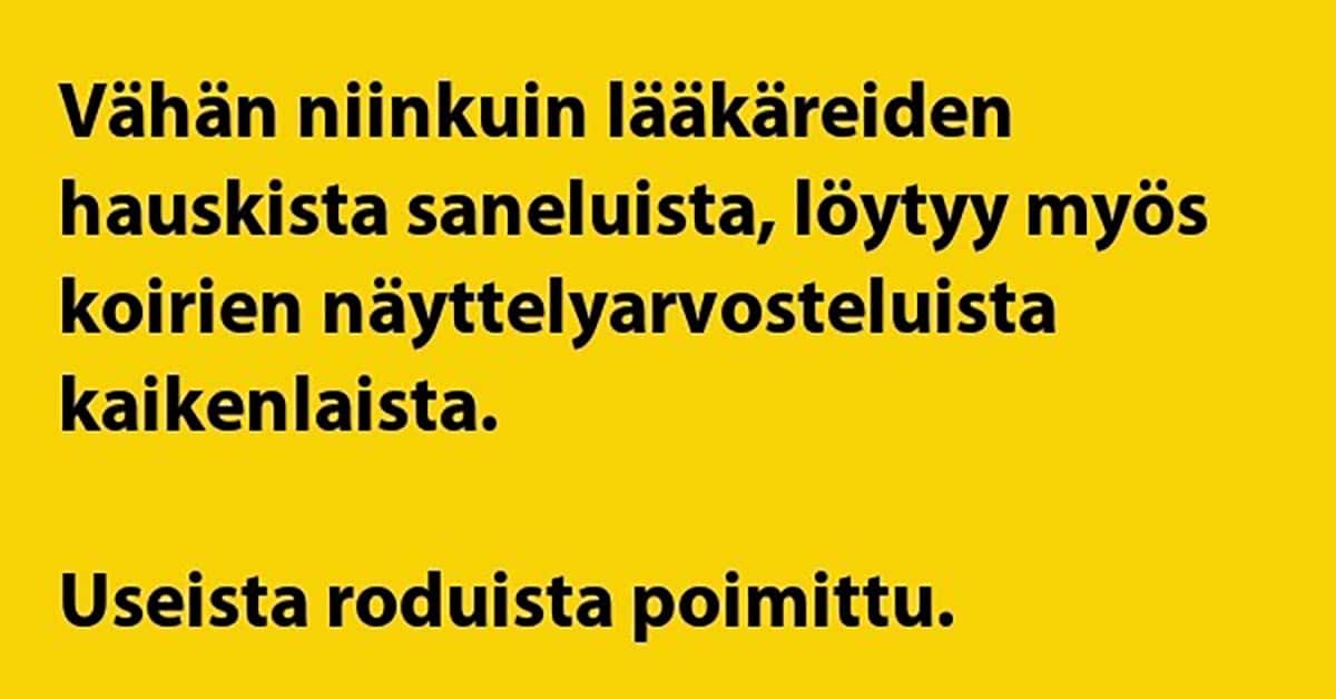 VITSIT: Koiranäyttelyjen arvosteluja – lääkäreiden sanelut ei ole enää mitään